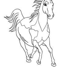 Horse picture coloring pages