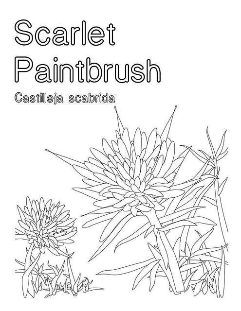 Scarlet paintbrush coloring page