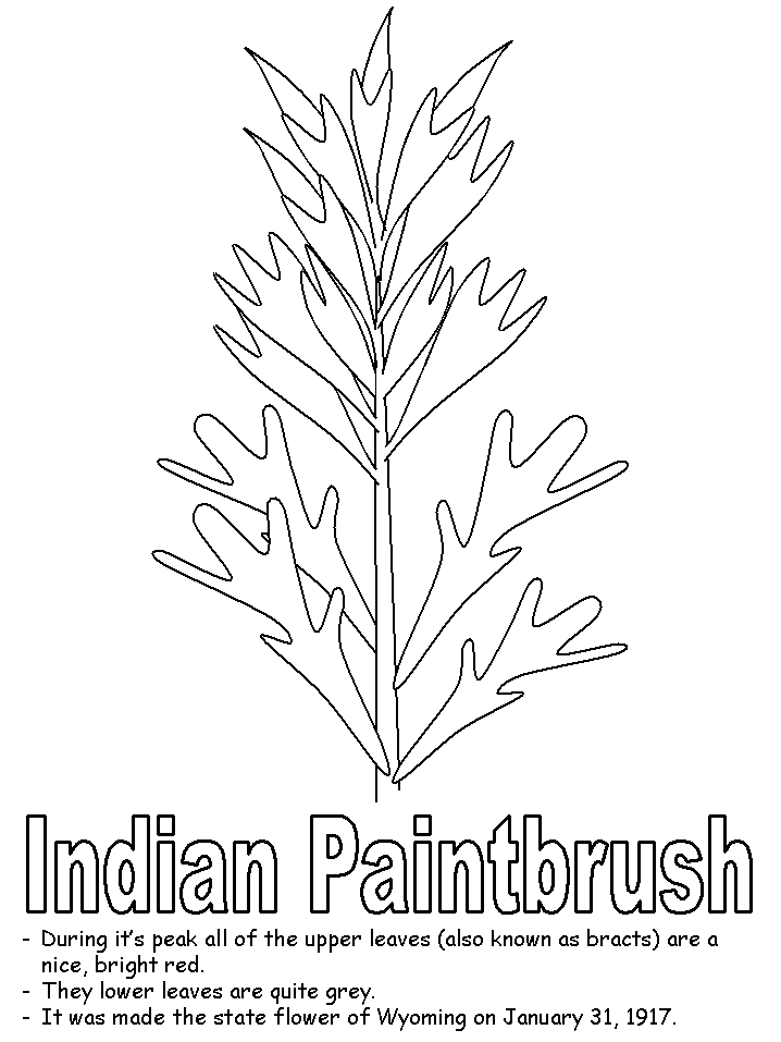 Indian paintbrush coloring pages