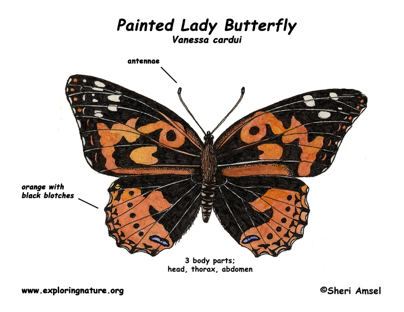 Butterfly painted lady