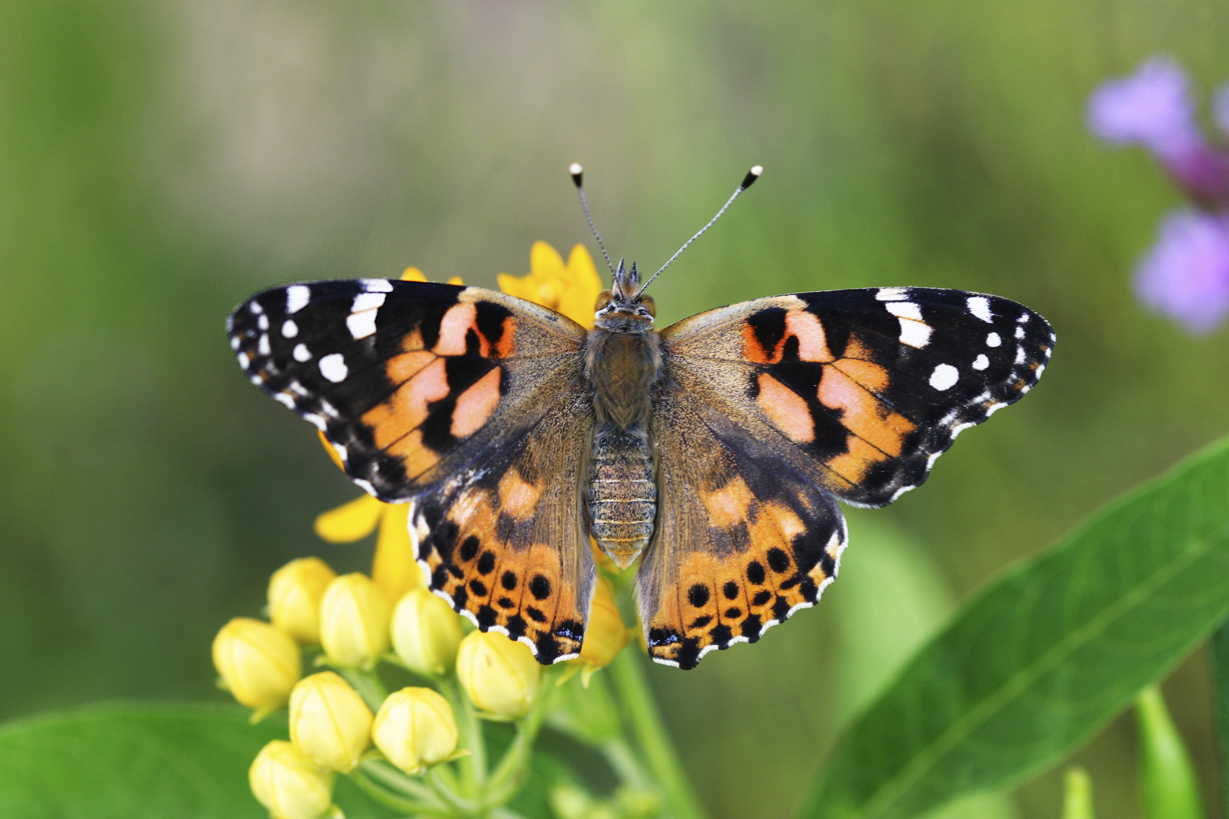 Raise butterflies obsession with butterflies