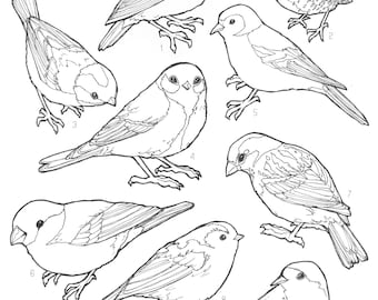 Small garden birds uk colouring page digital download print at home