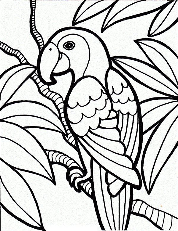 Cute parrot coloring pages your toddler will love to color pãginas para colorear de animales pajaros para colorear dibujos de pãjaro