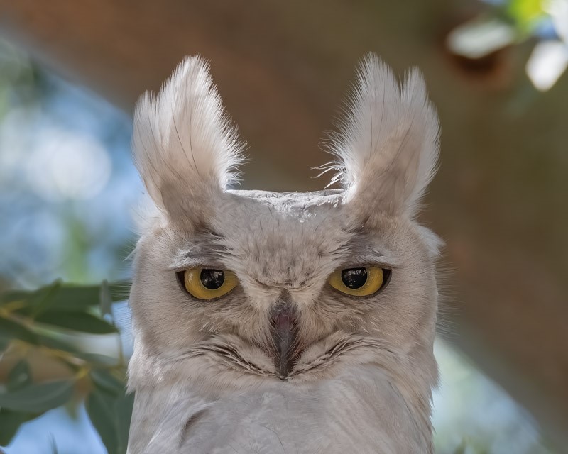 A very special great horned owl