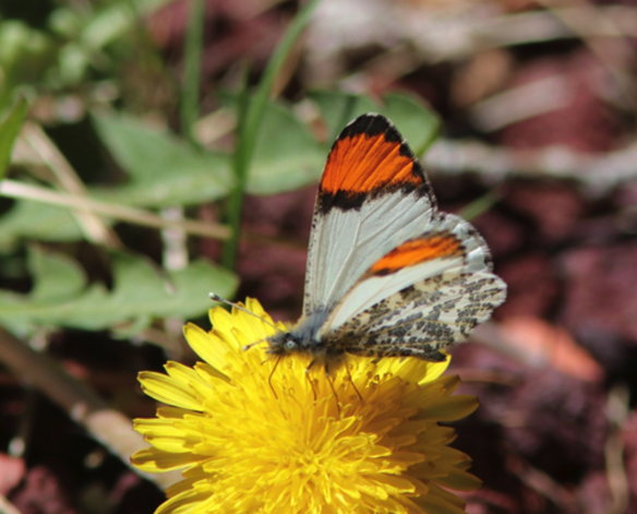 In selvis backyard â pajarito environmental education center