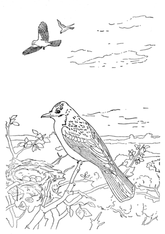 Kingbird coloring page free printable coloring pages