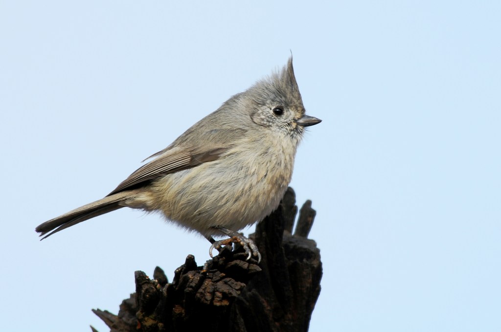 Oakland couple puzzled about how oak titmouse got its name