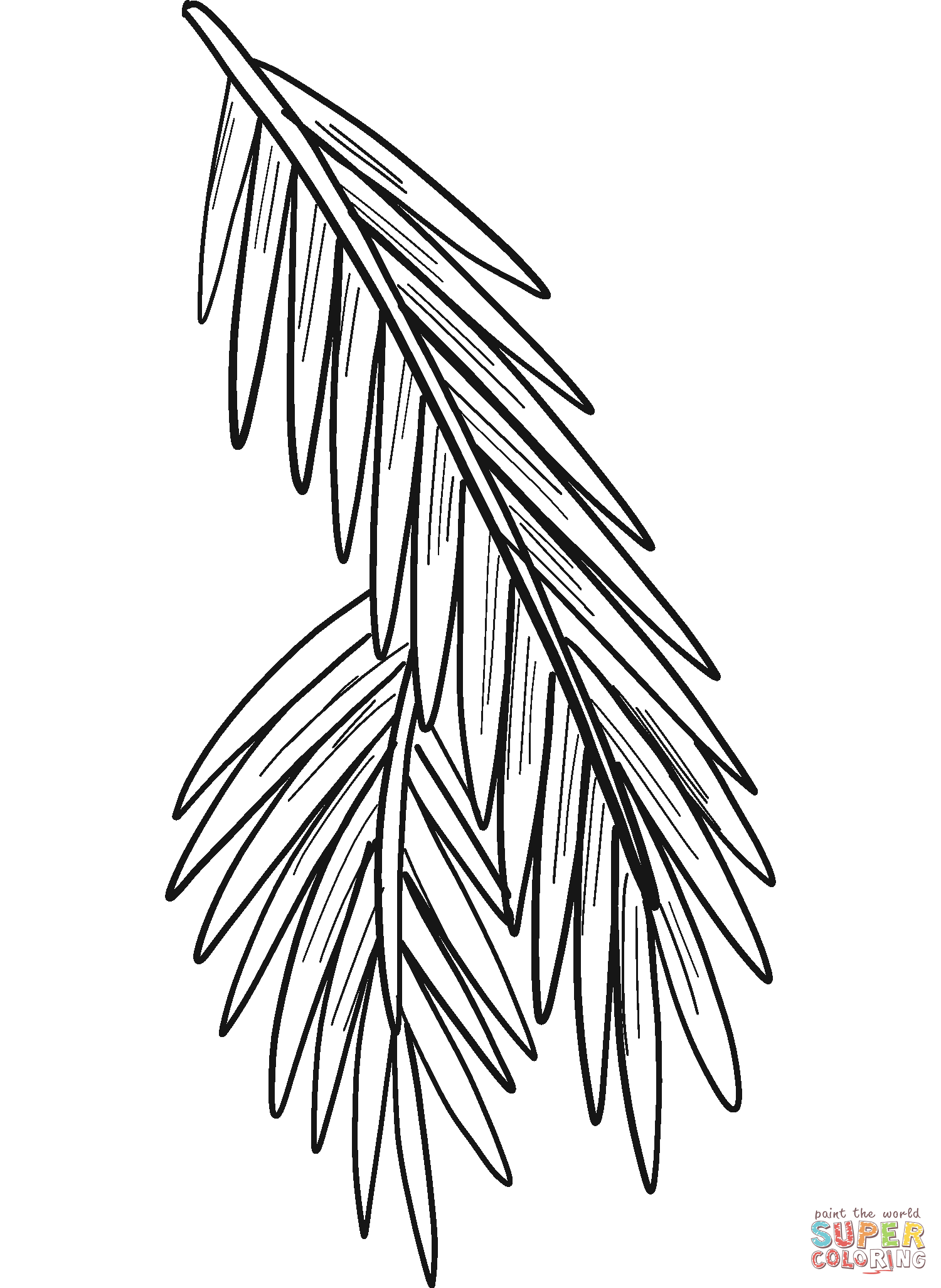 Evergreen tree branch coloring page free printable coloring pages