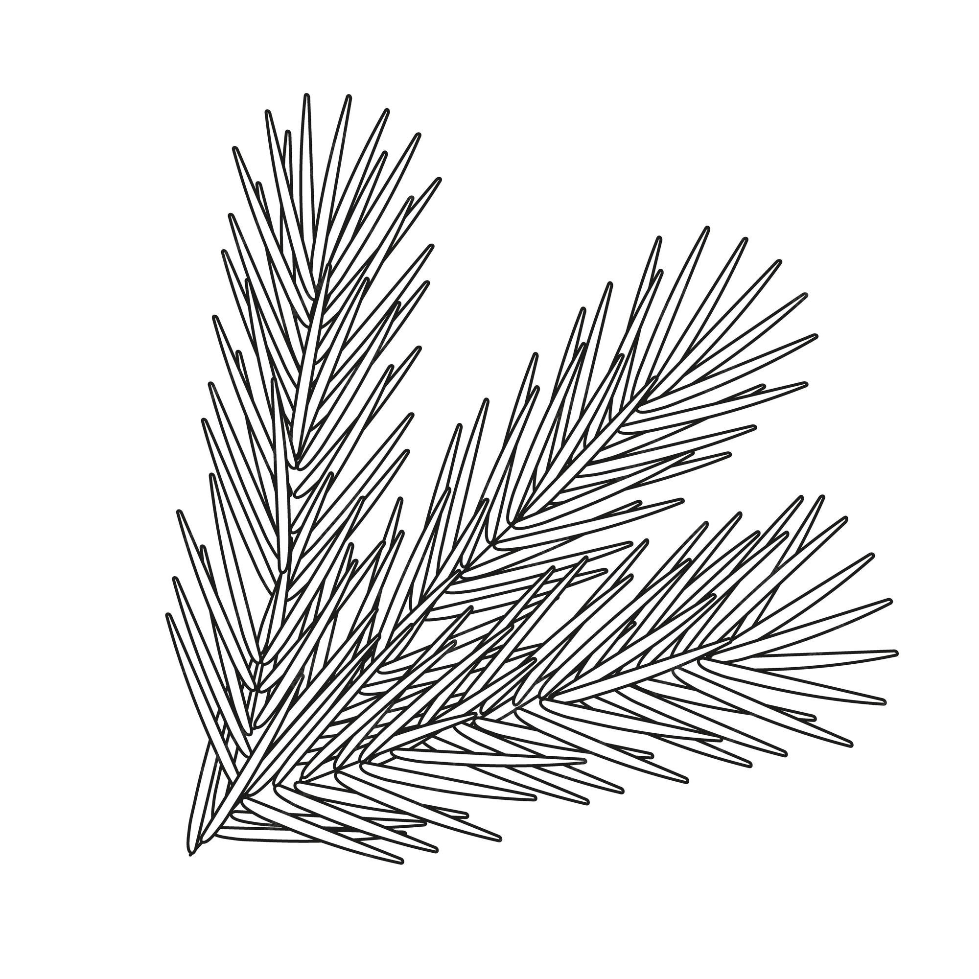 Premium vector pine branch on a white background illustration for new year and christmas coloring pages