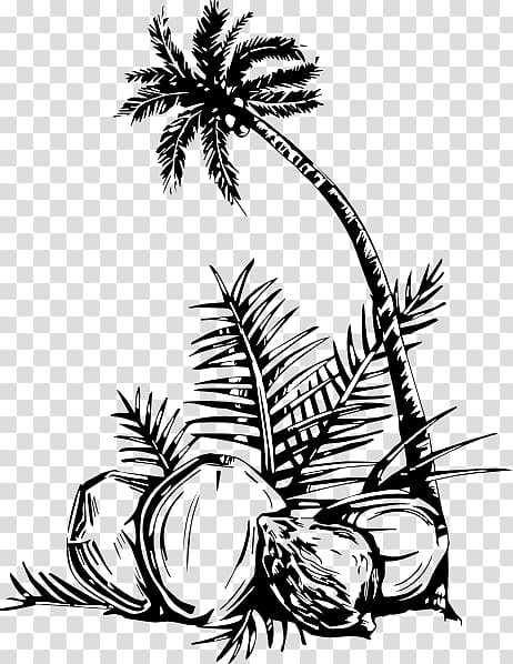 Free coloring book arecaceae coconut tree fruit coconut tree transparent background png clipart