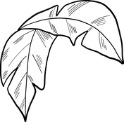 Palm leaf coloring page free printable coloring pages