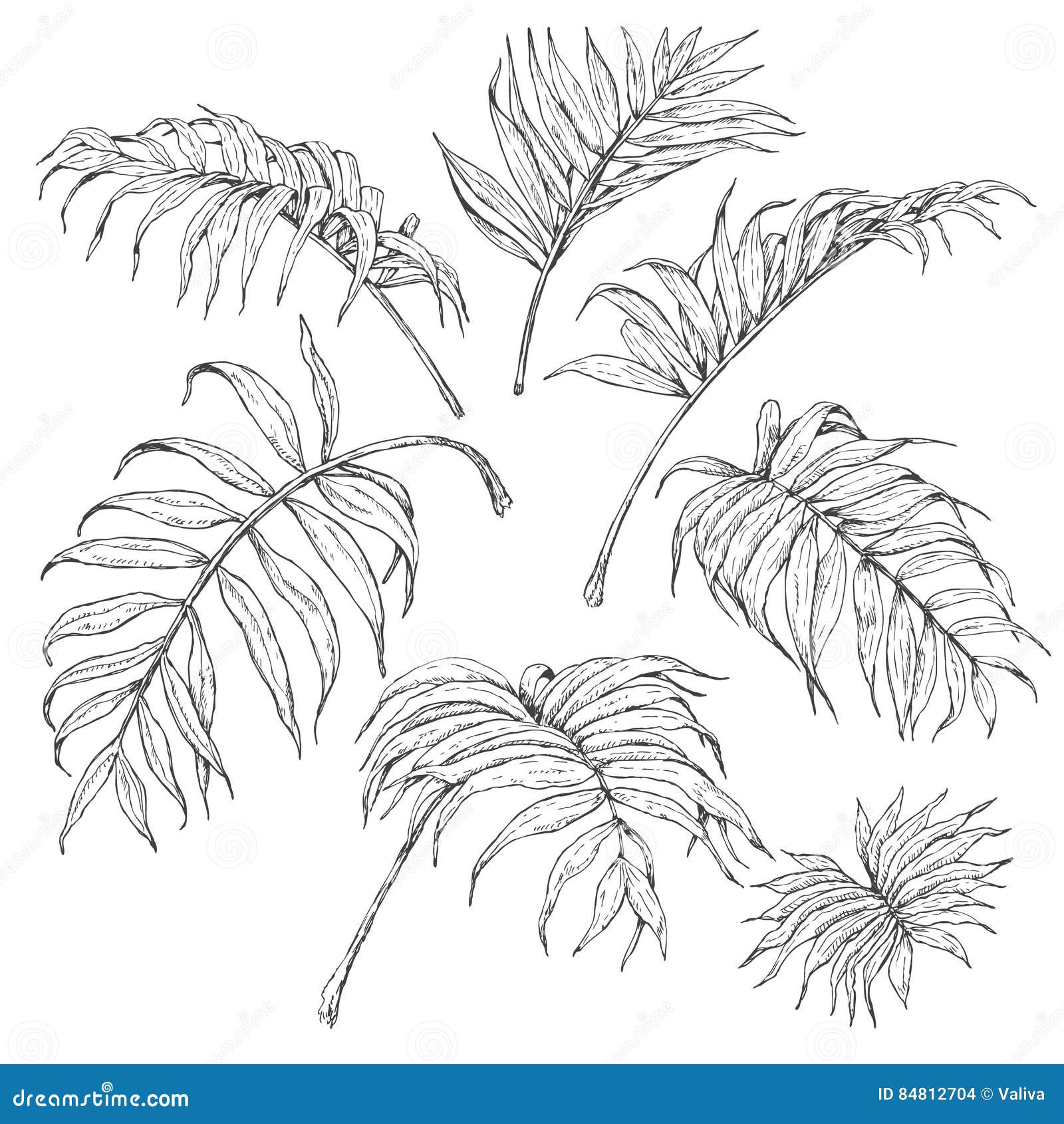 Palm branch coloring stock illustrations â palm branch coloring stock illustrations vectors clipart