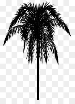 Palm tree border png