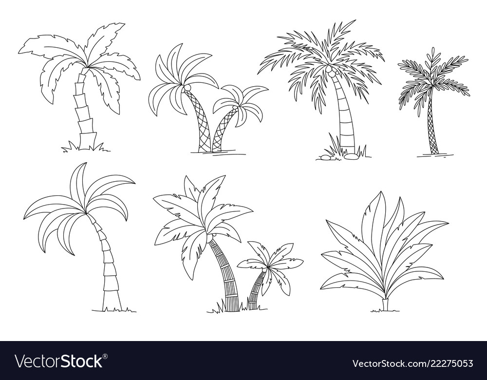 Palm trees coloring book beautiful palma vector image