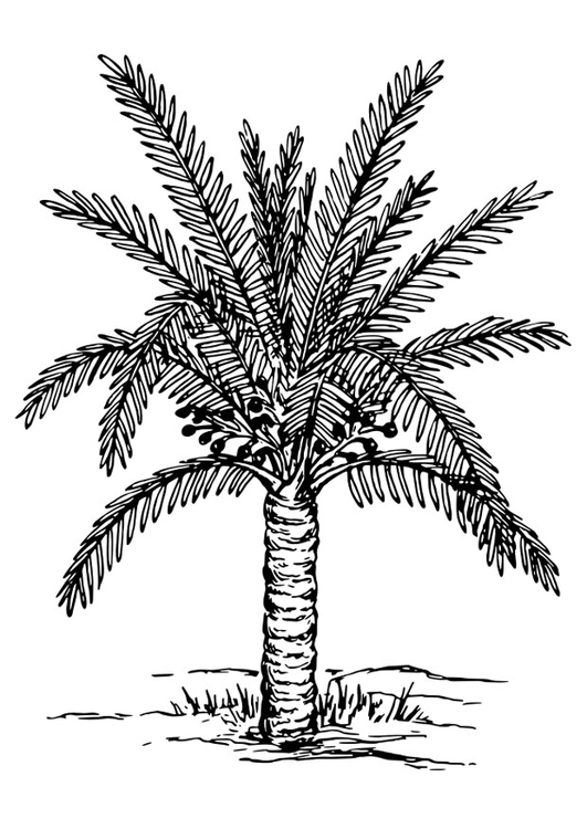 Coloring page palm tree