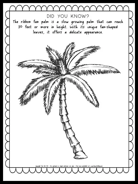 Sabal palm coloring page free printable â the art kit