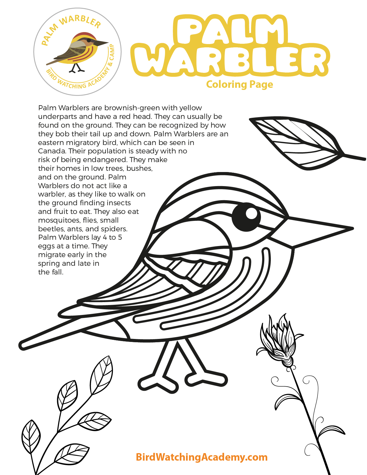 Palm warbler coloring page