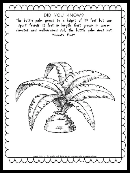 Bottle palm coloring page free printable â the art kit