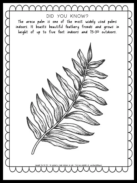 Bottle palm coloring page free printable â the art kit