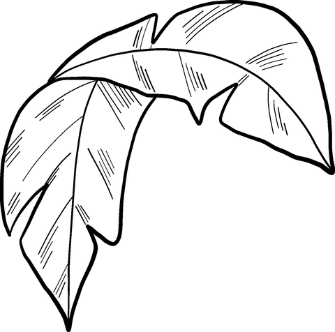 Palm leaf coloring page free printable coloring pages