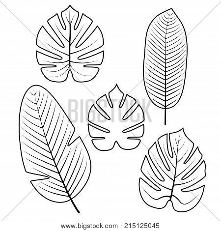 Tropical palm leaves vector photo free trial bigstock