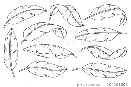 Tropical leaf linear set natural exotic