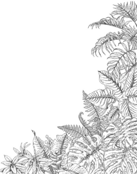 Free hand drawn branches and leaves of tropical plants corner background with space for text monstera fern palm fronds sketch black and white illustration coloring page for adult