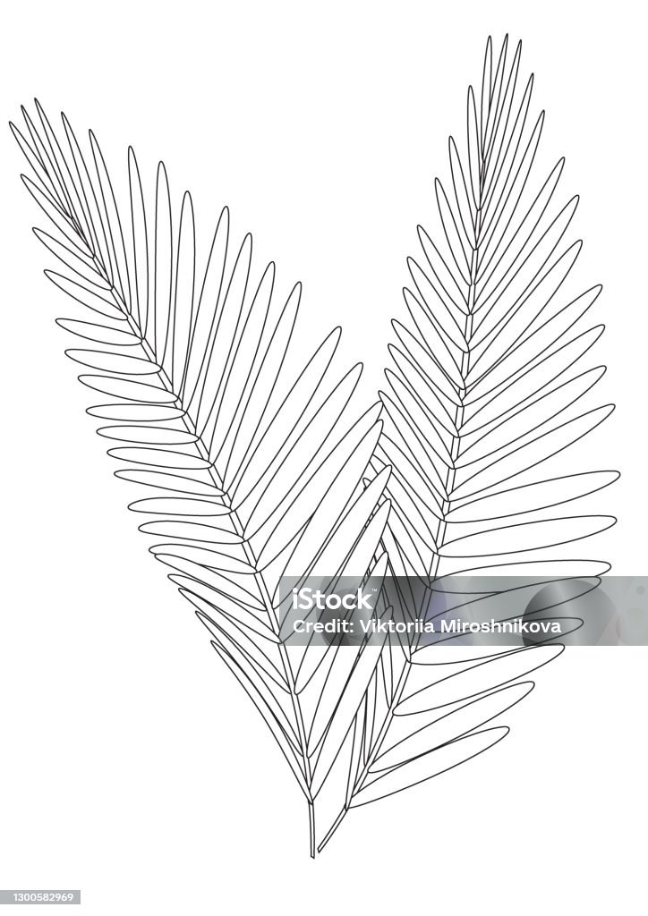 Palm leaf isolated a coloring page for adults colorless vector stock illustration with colorless plant stock illustration