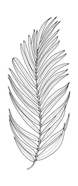 Premium vector black outline of a large palm leaf on a white background botanical object for coloring books decor covers patterns and designs