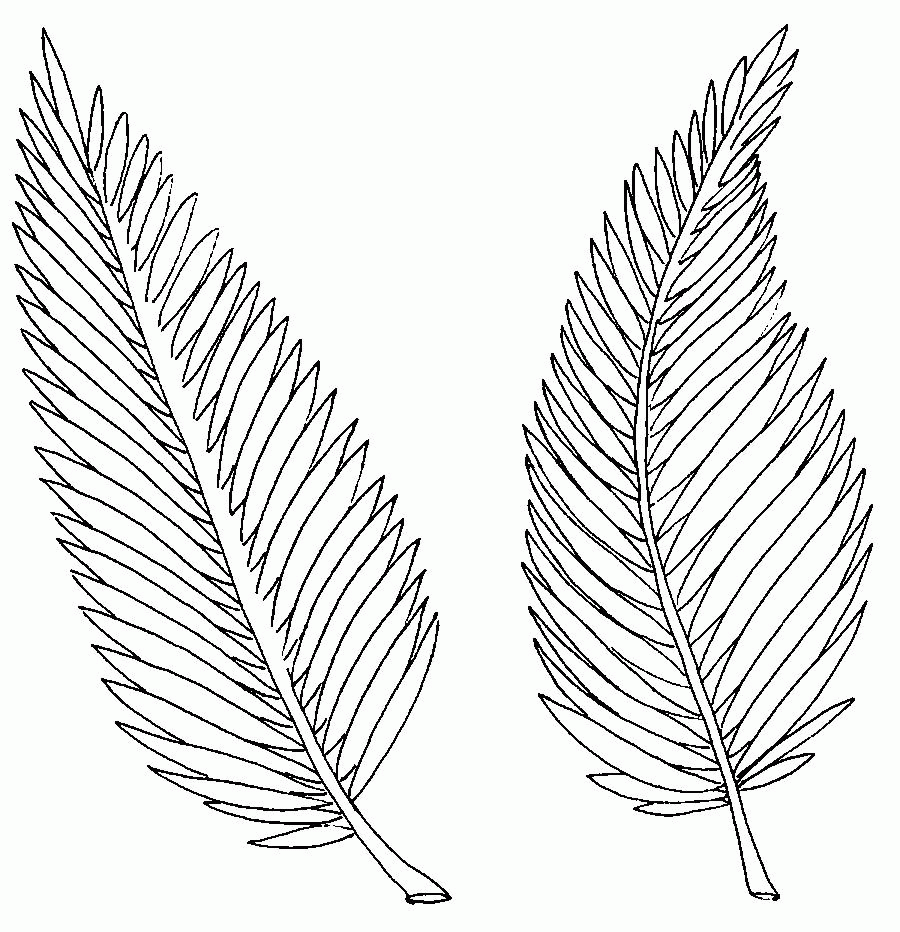 Free palm branch coloring page download free palm branch coloring page png images free cliparts on clipart library