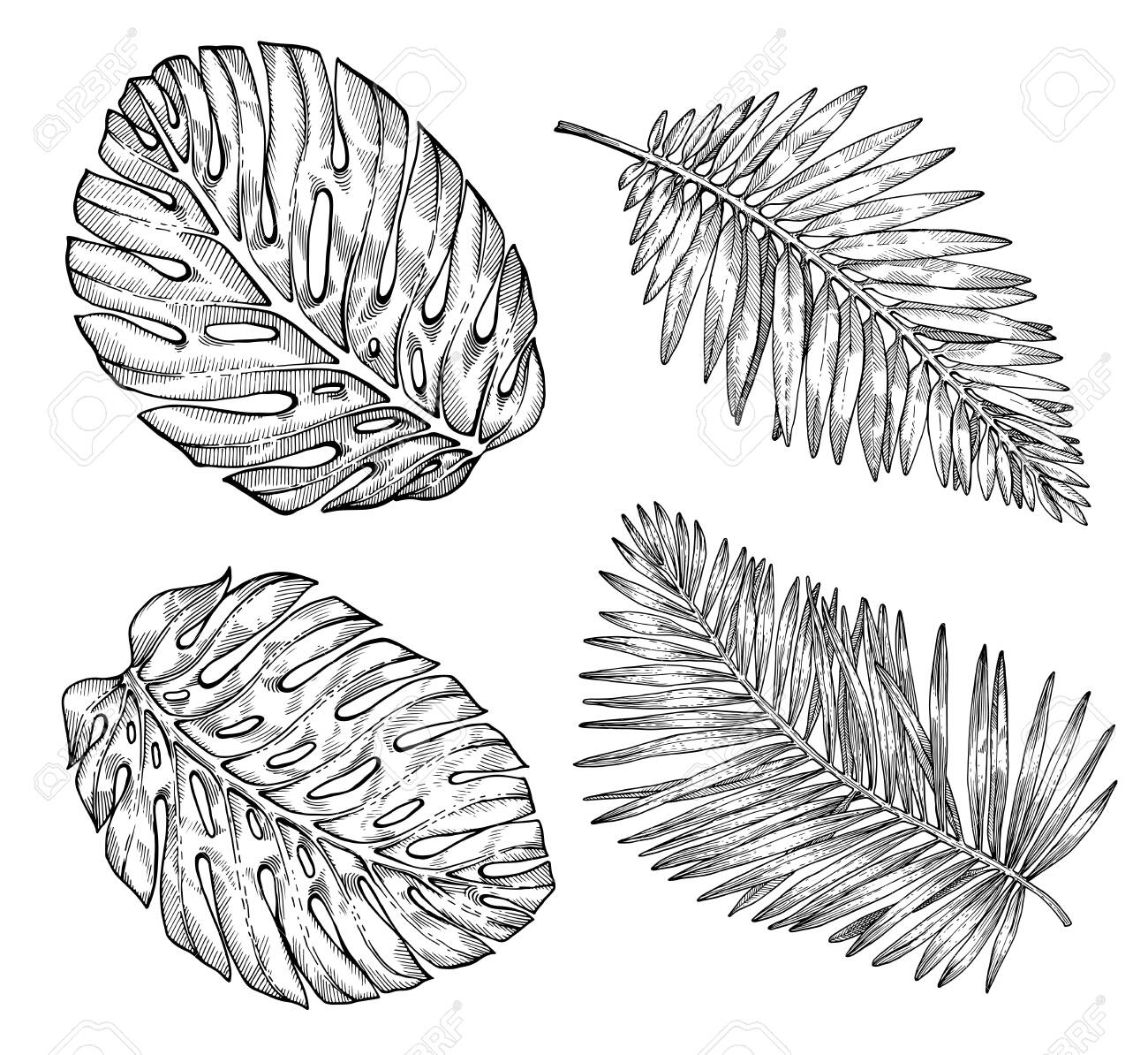 Hand drawn tropical palm tree leaves sketch on white background exotic engraving decoration for textile surface design or banner great template for coloring book royalty free svg cliparts vectors and stock illustration