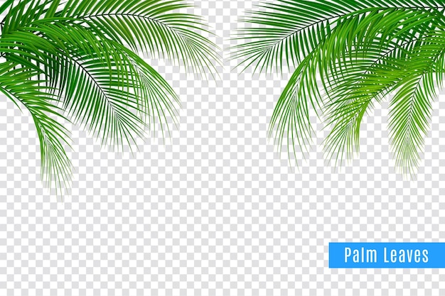 Palm leaf images