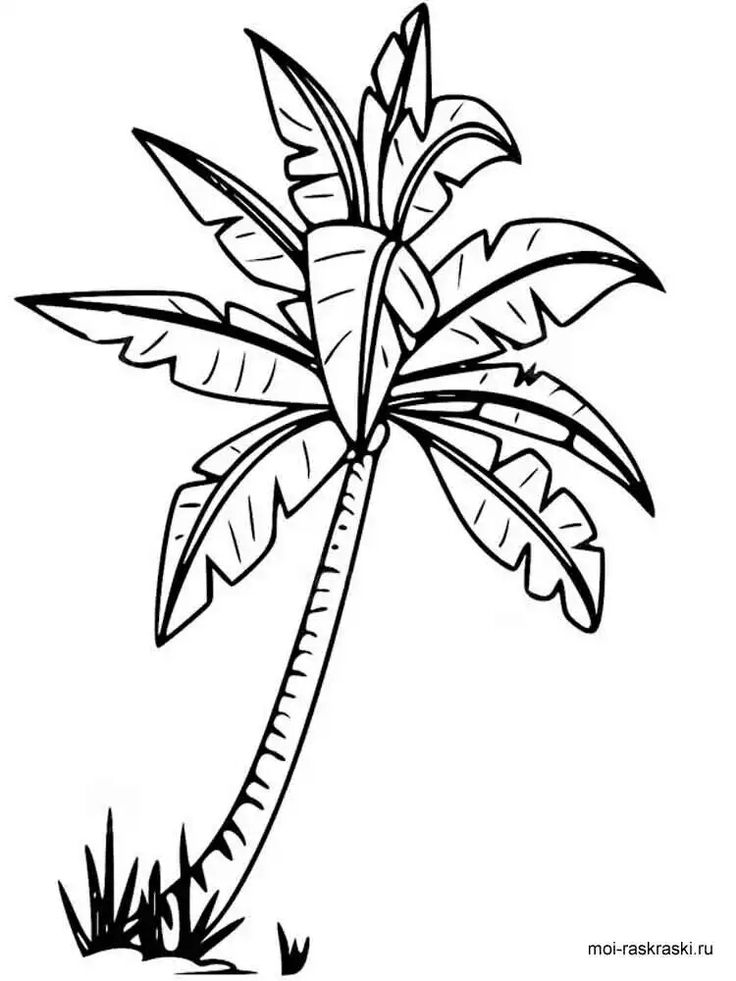 Pin by sarah biederman on cricut palm tree drawing tree coloring page tree drawing