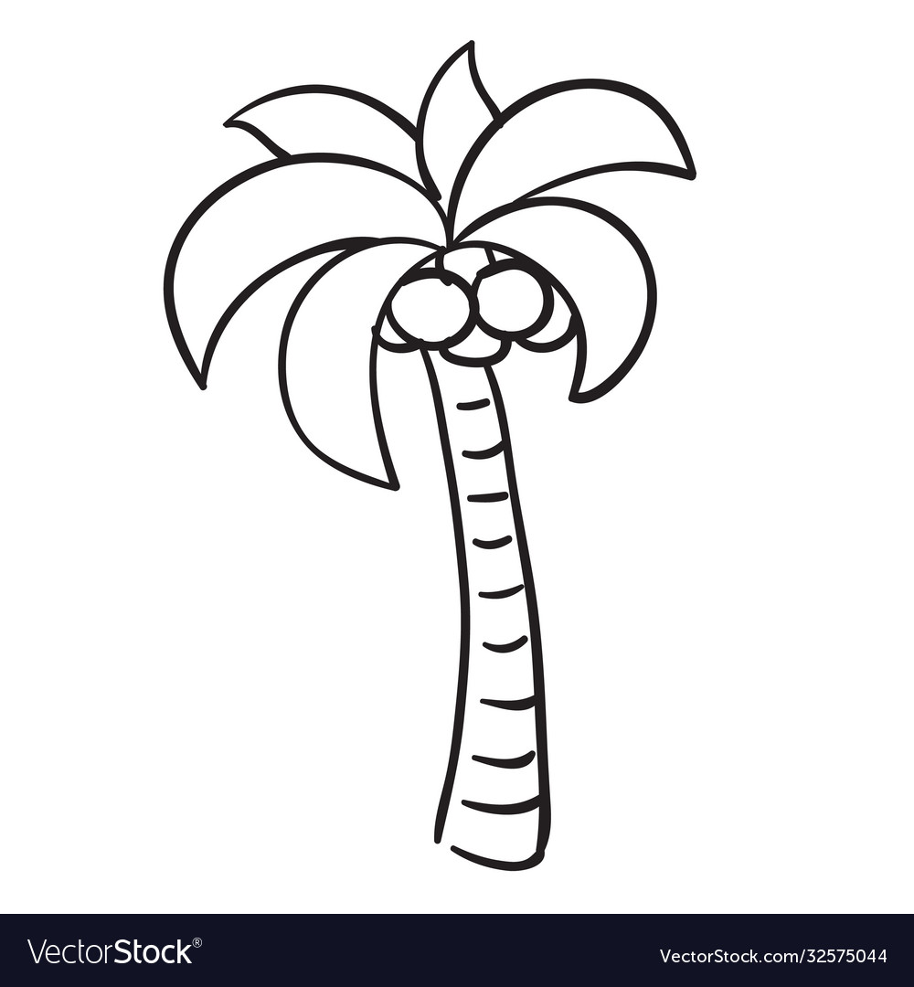 Sketch palm tree with coconuts coloring book vector image