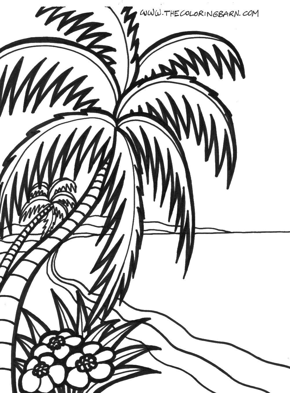 Online coloring pages coloring page palm trees by the ocean summer beach download print coloring page