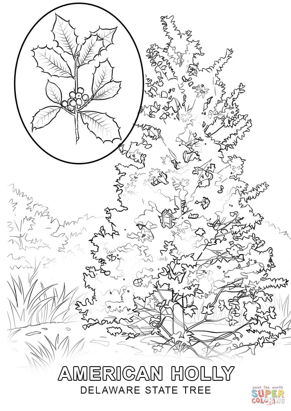 Delaware state tree coloring page free printable coloring pages