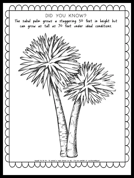 Sabal palm coloring page free printable â the art kit