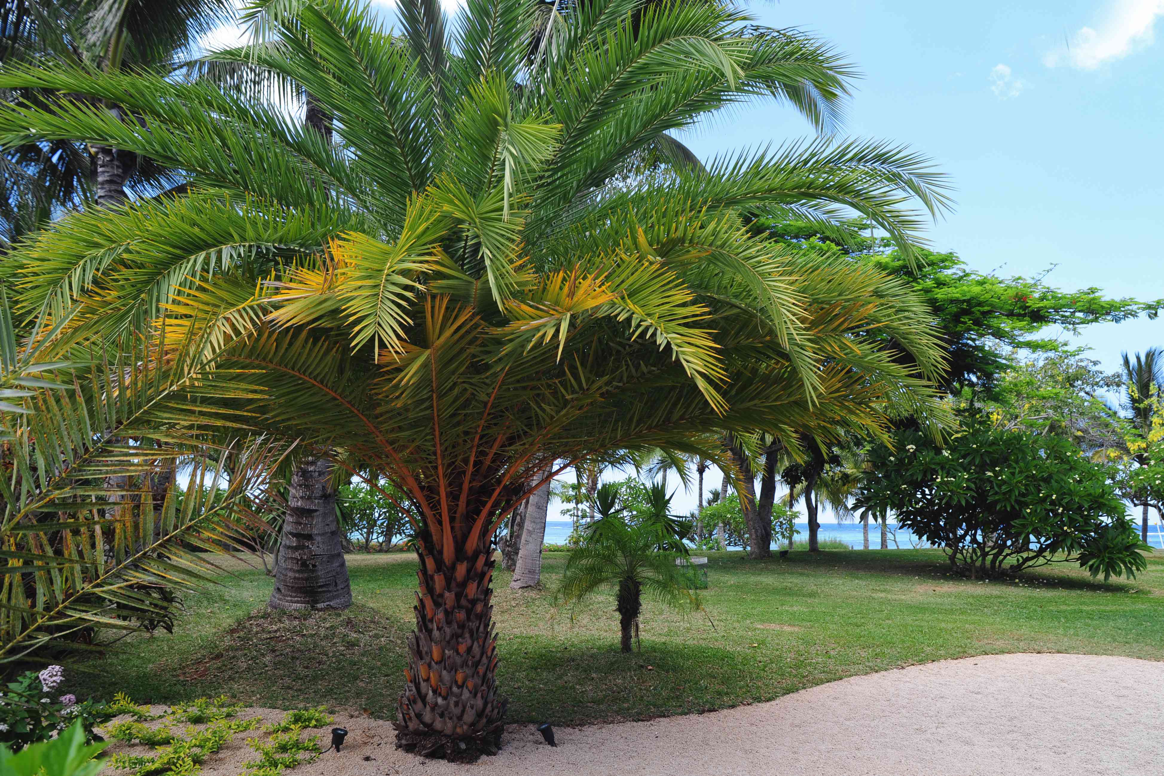 Cold hardy palm trees for freezing weather