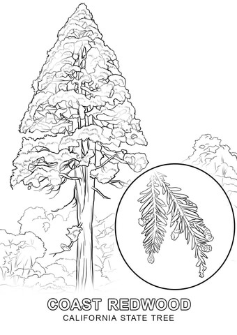 California state tree coloring page free printable coloring pages