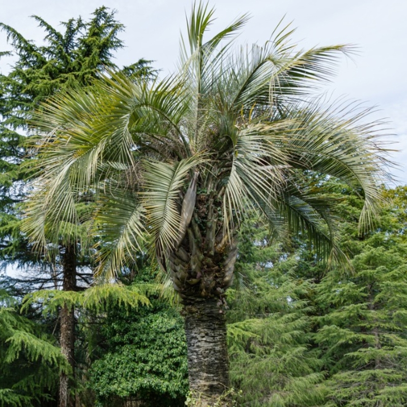 Pindo palm trees for sale at ty ty nursery