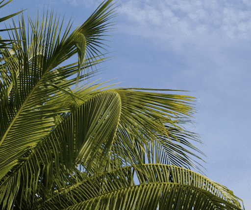 The plete guide to palm tree fronds todays homeowner