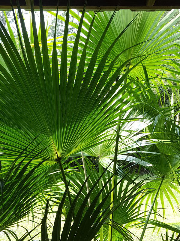 Chinese fan palm tree livistona chinensis â urban tropicals