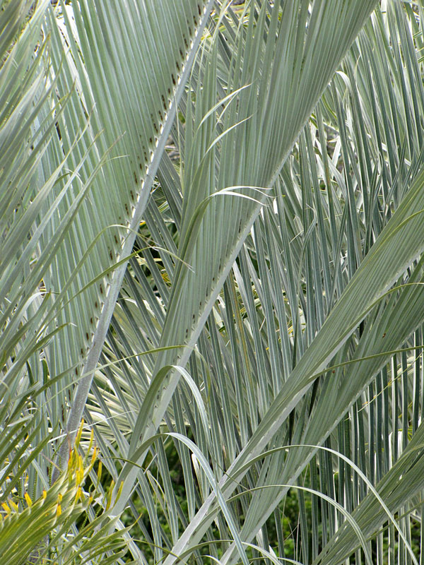 Triangle palm tree dypsis decaryi â urban tropicals