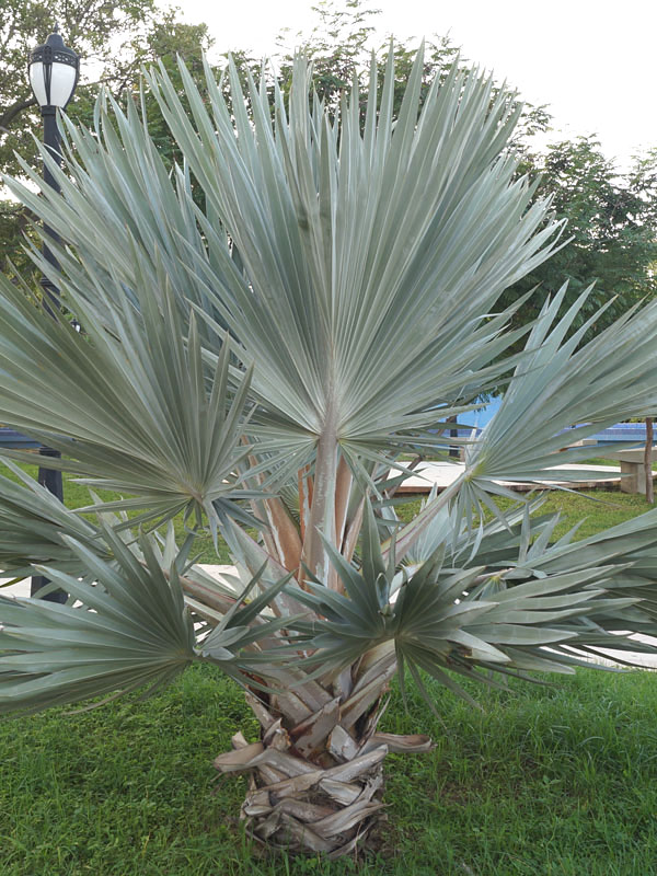 Palm tree courtyard mix â urban tropicals