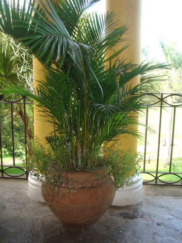 Lg yellow butterfly palm tree areca lutescens in â pot â kens philodendrons