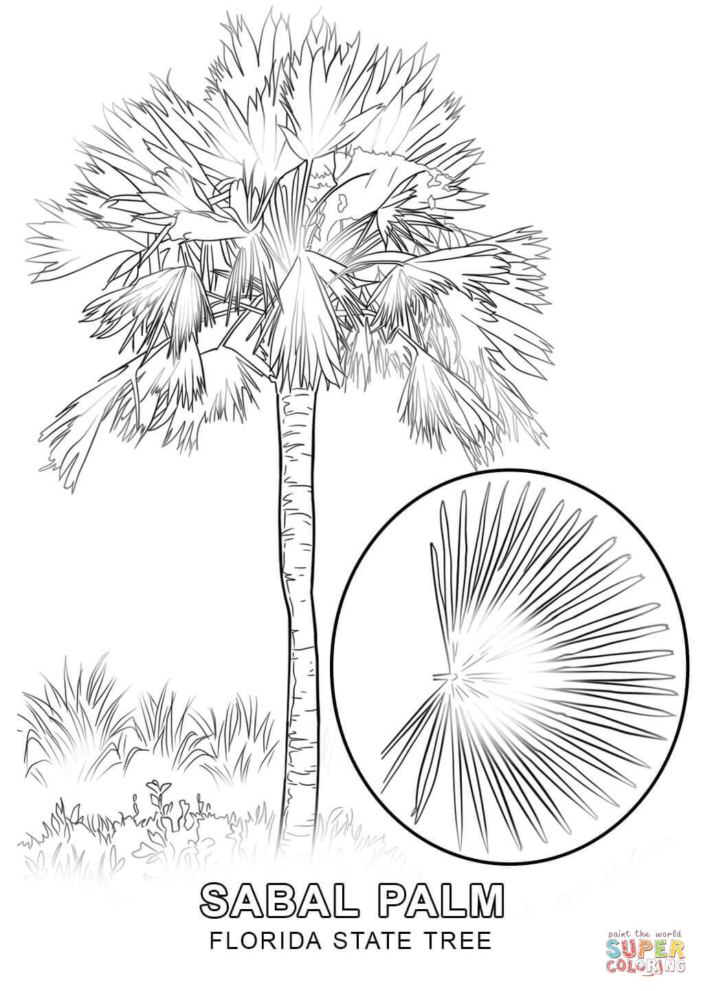 Florida state tree coloring page free printable coloring pages