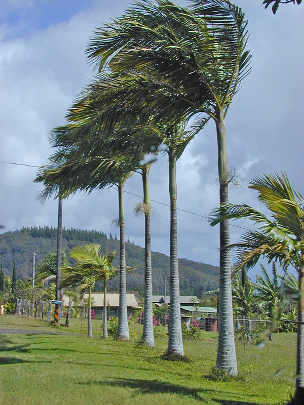 King palm tree archontophoenix alexandrae â urban tropicals