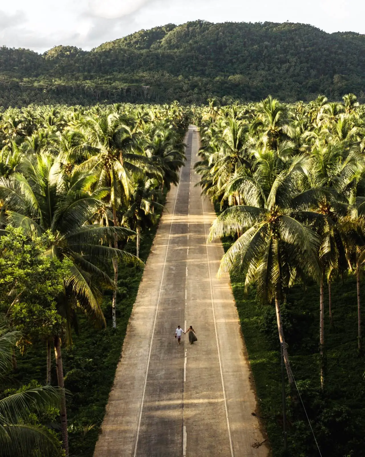 Palm tree road siargao