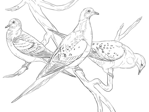 Passenger pigeons coloring page free printable coloring pages