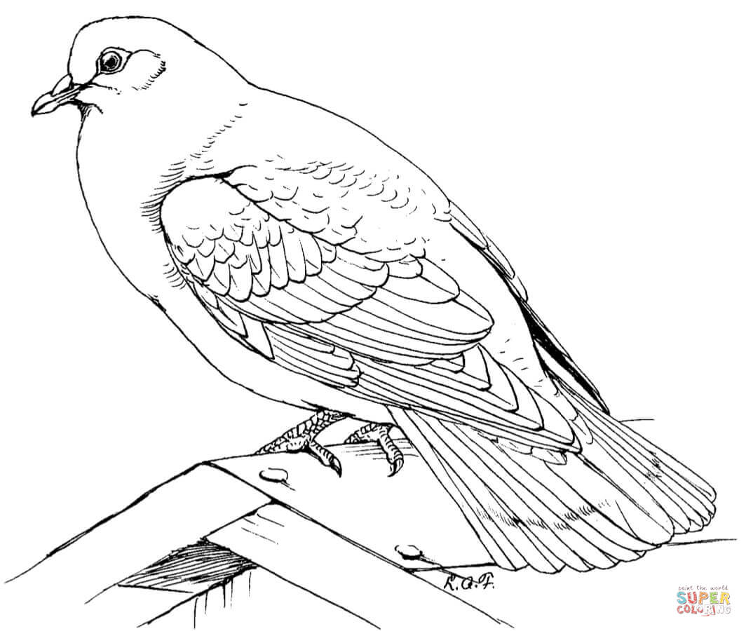 Rock dove coloring page free printable coloring pages